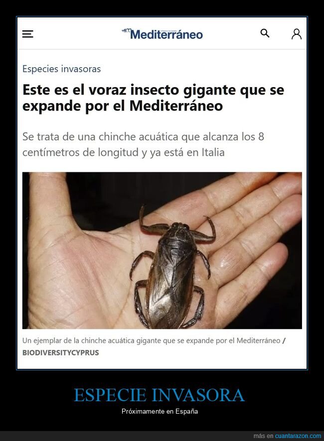 insecto,chinche acuática