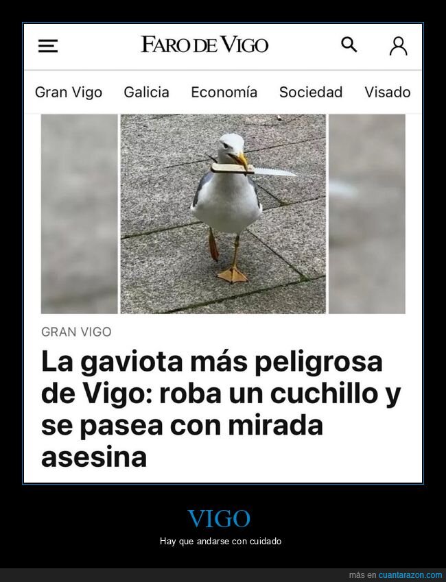 cuchillo,gaviota,vigo