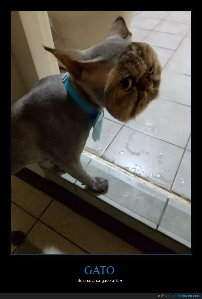 gatos,pelo,wtf