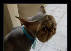Enlace a Cargando gato