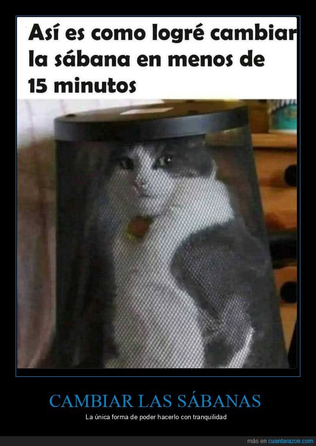 sábanas,gato,encerrado