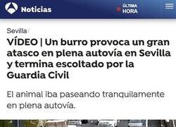 Enlace a Un burro en la autovía