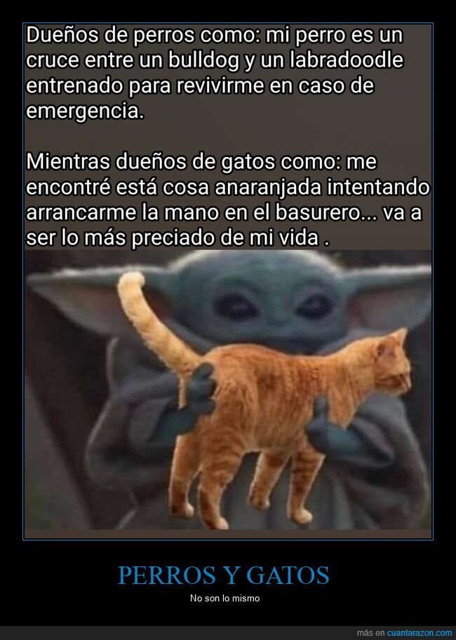 perros,gatos