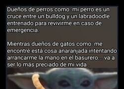 Enlace a Dueños de perros VS Dueños de gatos