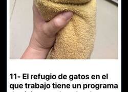 Enlace a Imágenes que demuestran con evidencia que cuidar de animales es el mejor trabajo del mundo