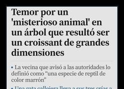 Enlace a Misterioso animal