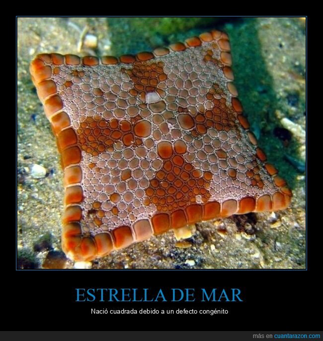 estrella de mar,cuadrada