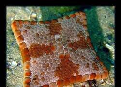 Enlace a La estrella de mar cuadrada