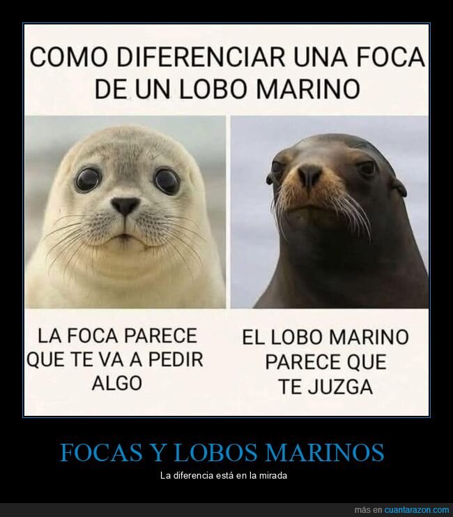 foca,lobo marino