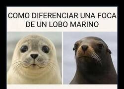 Enlace a Aprende a distinguirlos