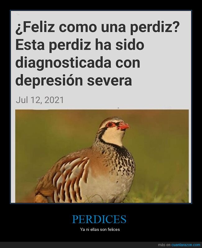 depresión,feliz,perdiz