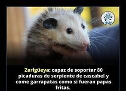 Enlace a Respeta a las zarigüeyas