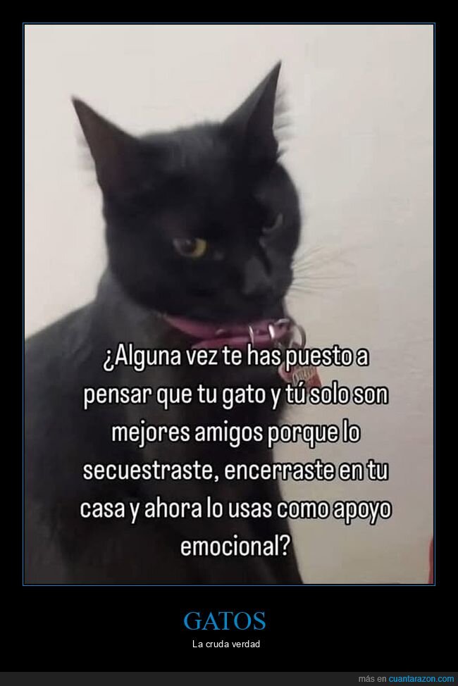 gatos,secuestro