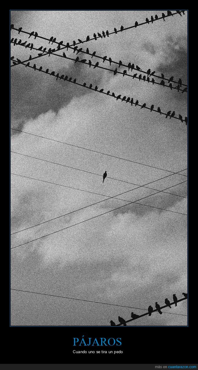 pájaros,solo