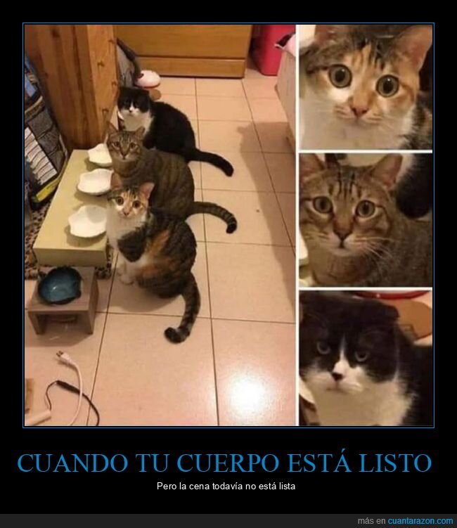 gatos,comida