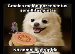 Enlace a Melón VS Sandía