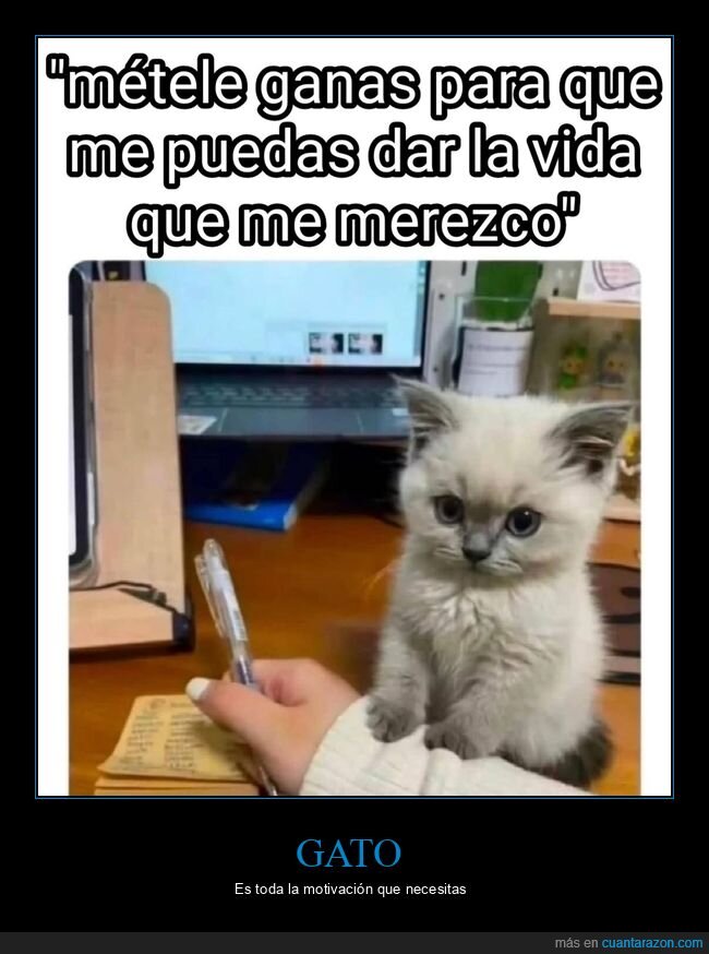 trabajo,gato,ganas