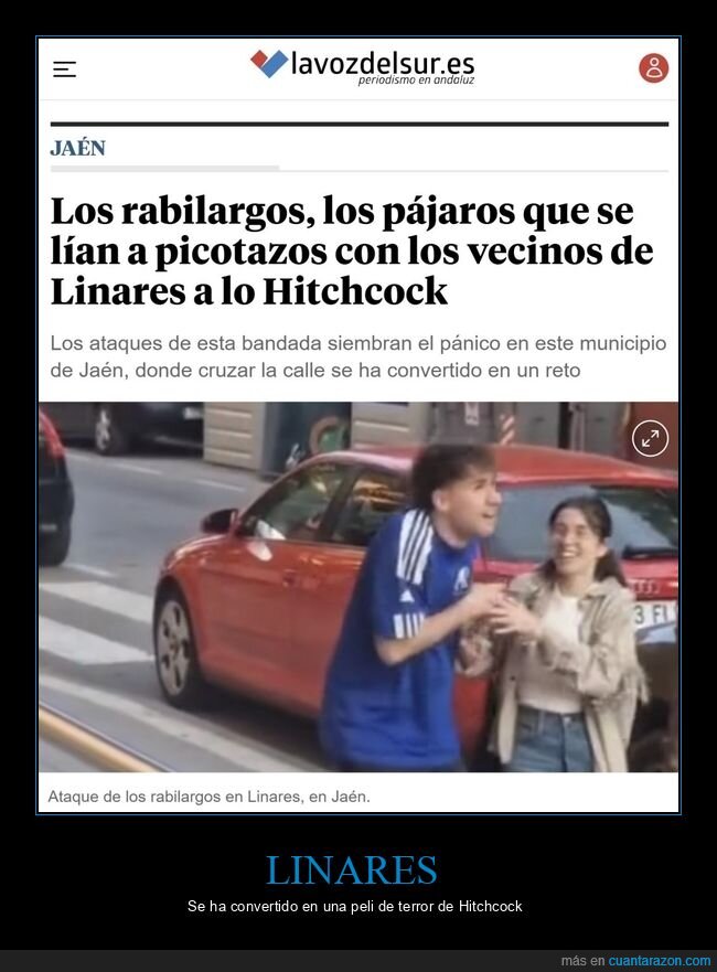 linares,pájaros,picotazos