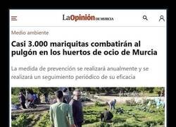 Enlace a Mariquitas VS Pulgones