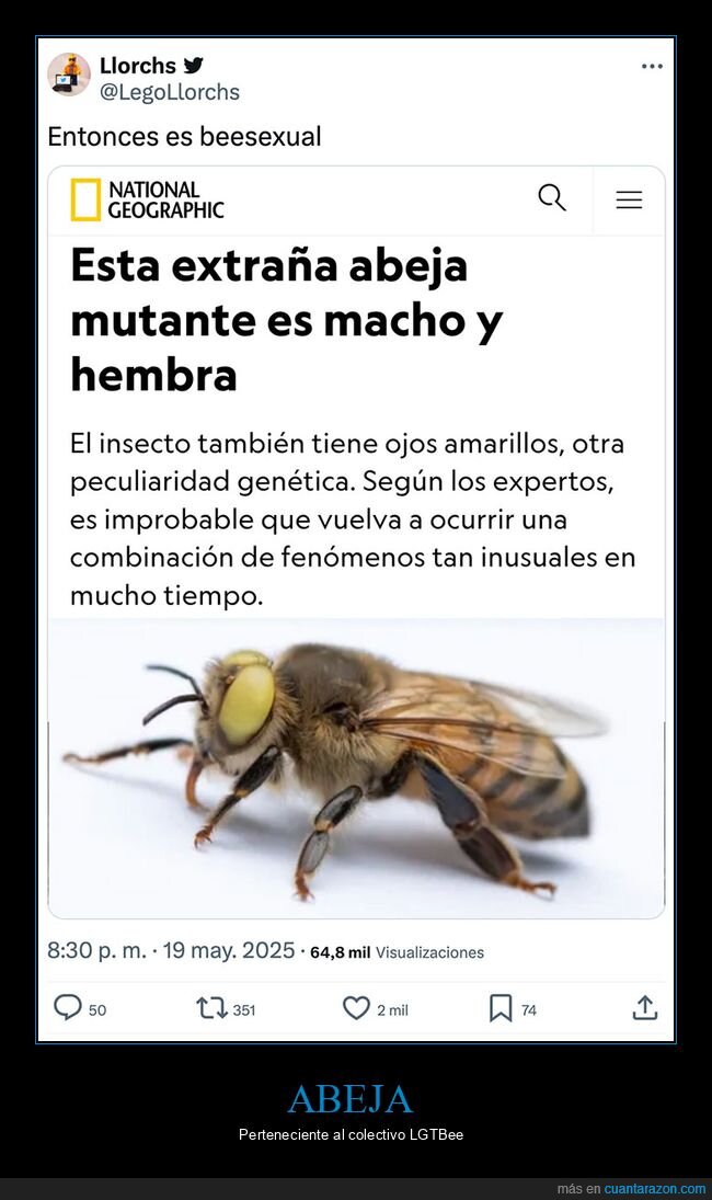 abeja,absurder,hembra,macho,mutante