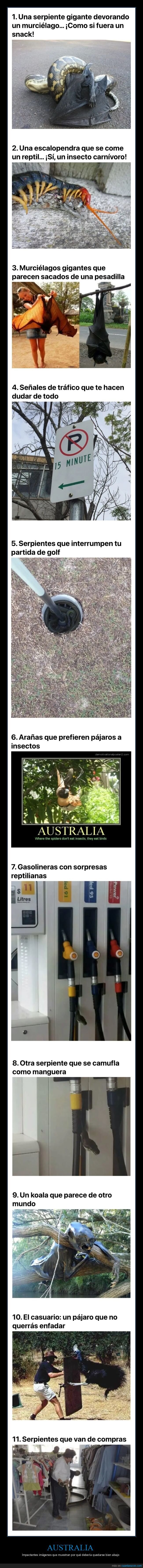 australia,animales