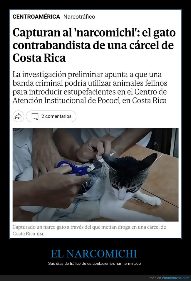 gato,cárcel