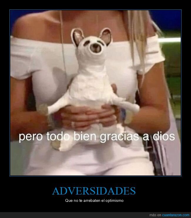 perro,escayolado