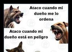 Enlace a Ataques de perros VS Ataques de gatos