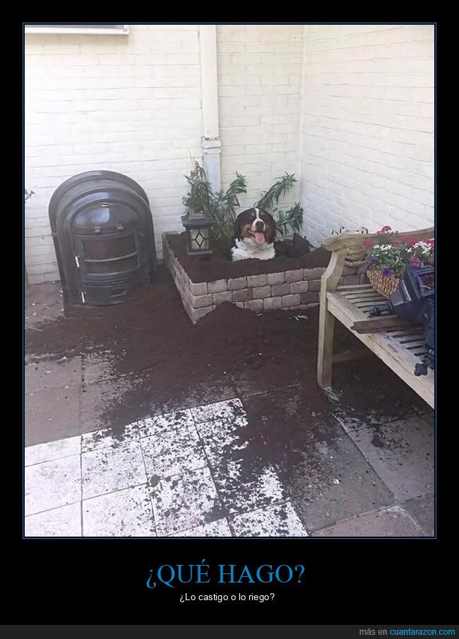 perro,tierra,plantas