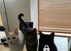 Enlace a Gato bloqueado