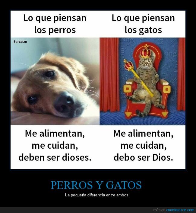 perros,gatos,dios