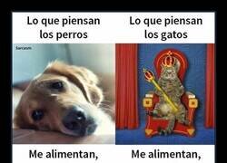 Enlace a Pensamientos caninos VS Pensamientos felinos