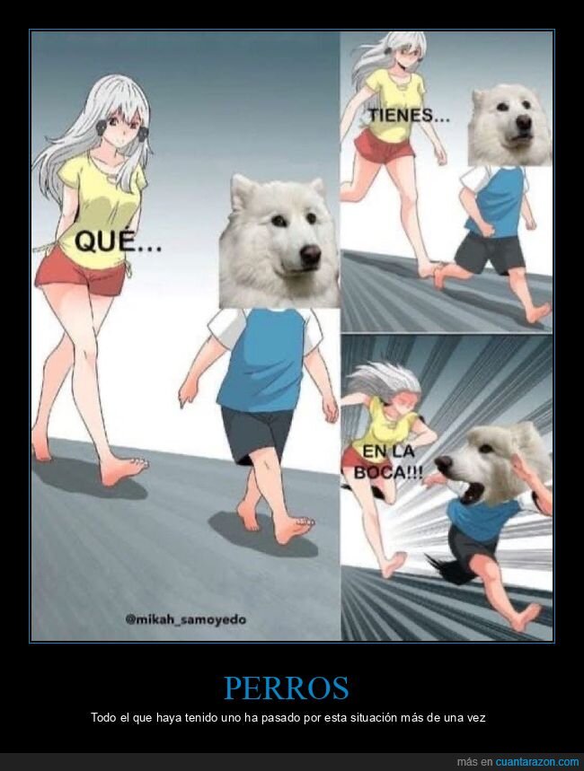 boca,perros,persiguiendo