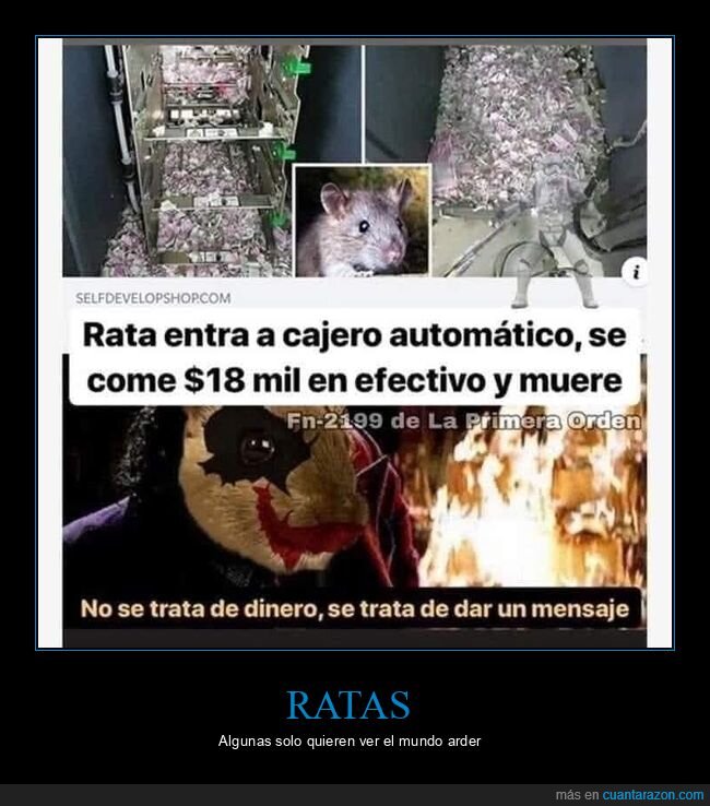 cajero automático,comer,dinero,rata