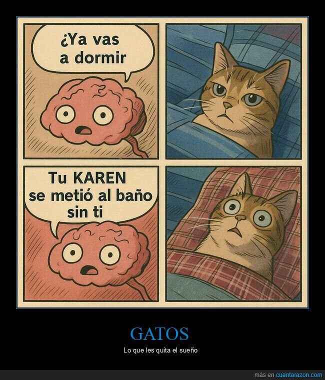 dormir,gato,cerebro,aseo