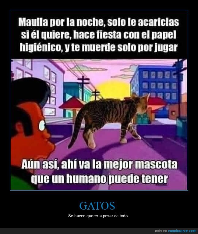 gatos,mascotas