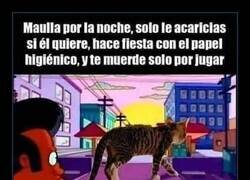 Enlace a La mejor mascota