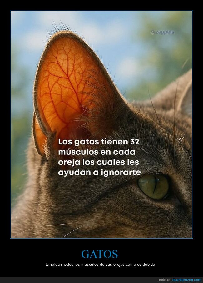 gatos,músculos,orejas