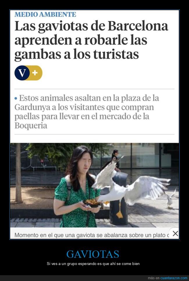 gambas,gaviotas,robar