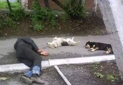 Enlace a La buena vida