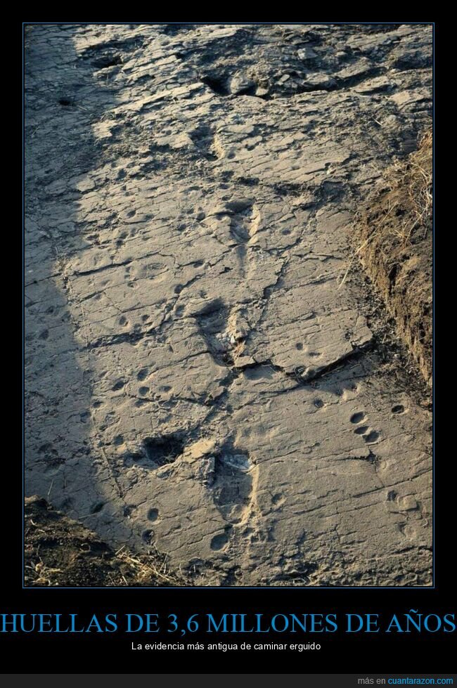 huellas,caminar,erguido