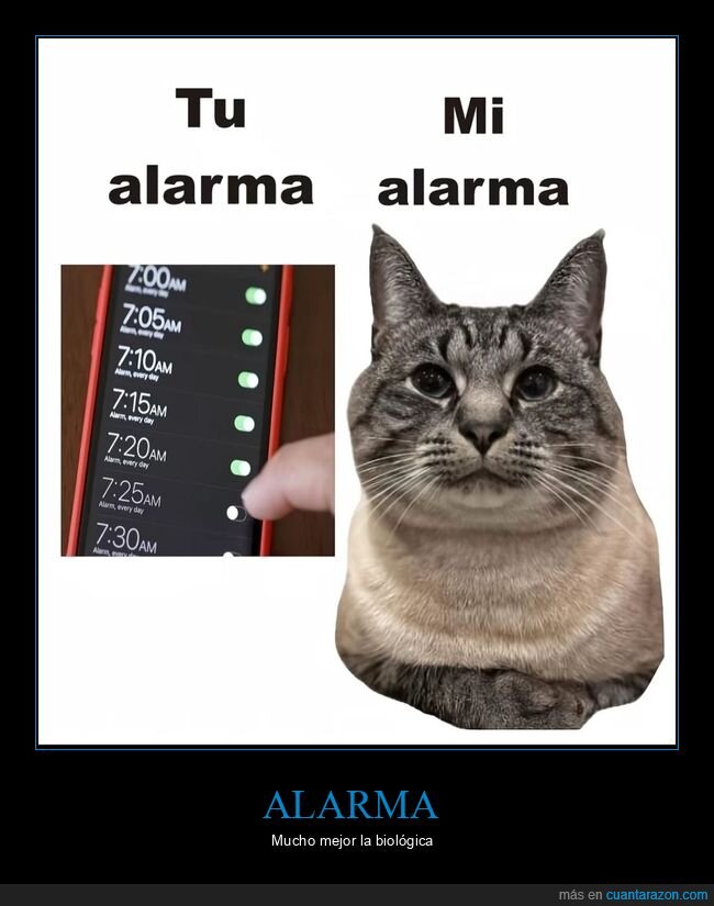 alarma,gato