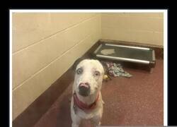 Enlace a Ese perro ha visto cosas...