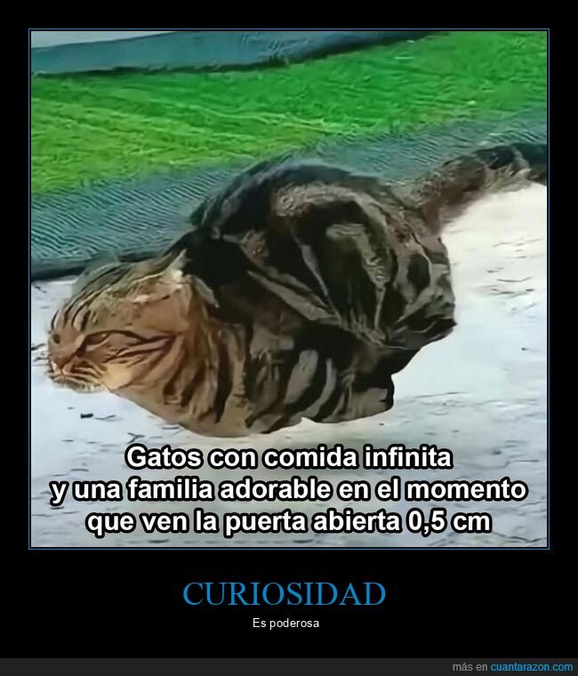 gatos,comida,familia,puerta