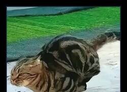 Enlace a Curiosidad felina