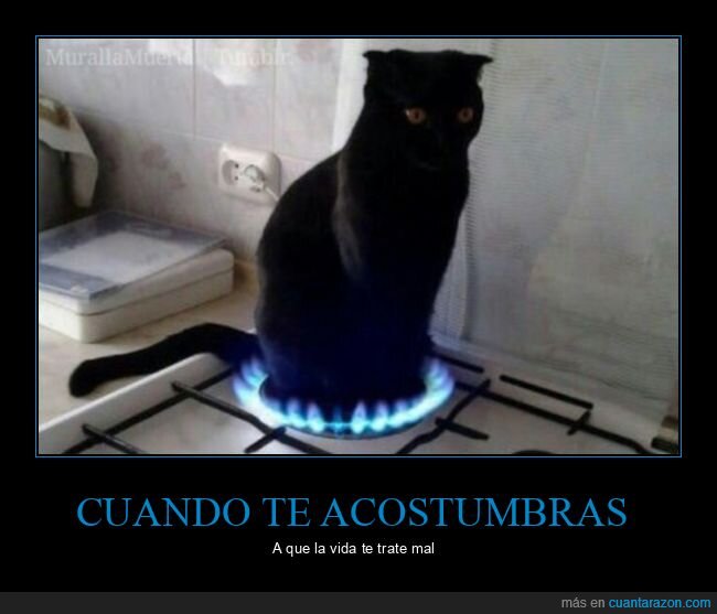 acostumbrarse,fogón,gatos,tratar,vida