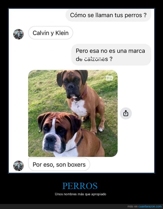 perros,calvin klein,boxers