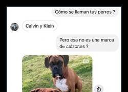 Enlace a Los mejores nombres para unos perros de esa raza