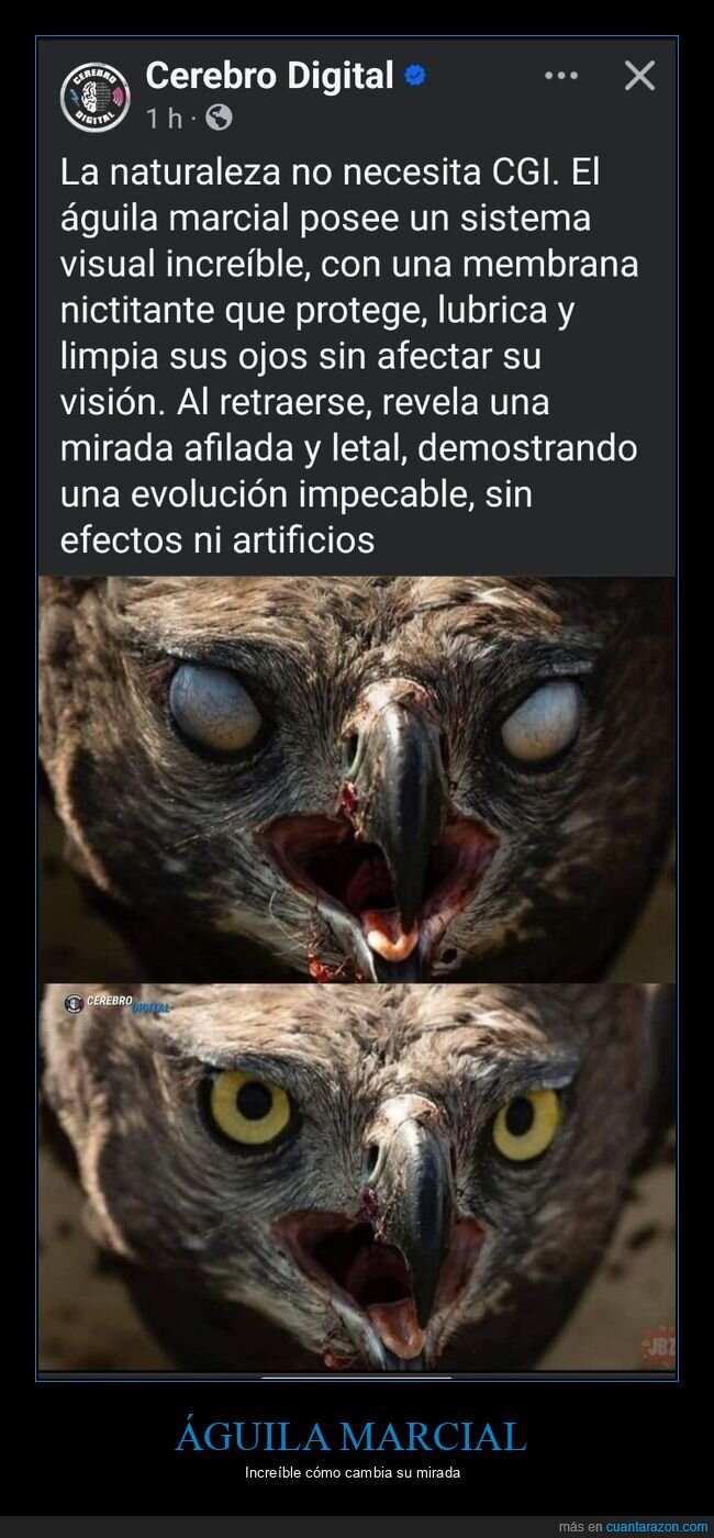 águla marcial,ojos