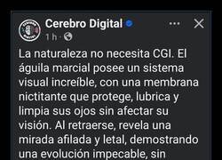 Enlace a Los ojos del águila marcial